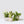 Load image into Gallery viewer, Seasonal Plant