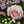 Load image into Gallery viewer, Funeral Wreath