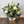 Load image into Gallery viewer, Bouquet of flowers with a Hillyview label on a wooden floor.
