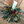 Load image into Gallery viewer, Traditional Christmas Table Decoration with a Candle. Festive foliage and flower arrangement. Same day delivery in Bournemouth.
