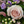 Load image into Gallery viewer, A large sympathy Double Ended Spray - funeral florals made to your theme and requirement. Delicate, pink, purple, lilac funeral flowers
