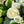 Load image into Gallery viewer, A large sympathy Double Ended Spray - funeral florals made to your theme and requirement. White roses, greenery, sympathy flowers
